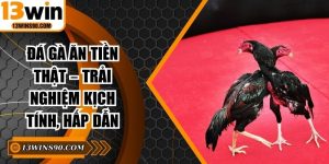 Đá Gà Ăn Tiền Thật – Trải Nghiệm Kịch Tính, Hấp Dẫn  