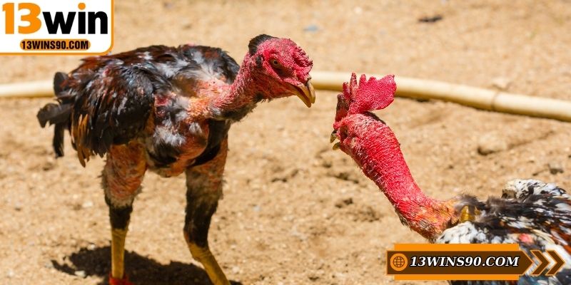 Đá gà ăn tiền thật được rất nhiều người quan tâm