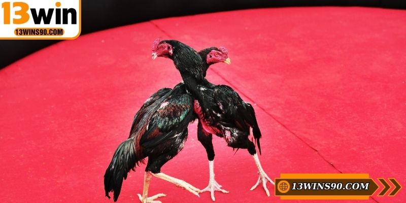 Lưu ý một vài vấn đề trong luật đá gà cựa dao