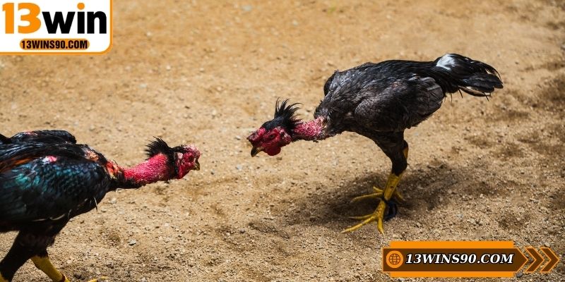 Tìm hiểu chi tiết về luật đá gà cựa dao chi tiết